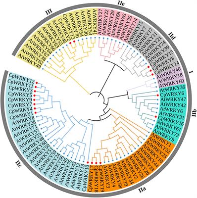 Genome-Wide Identification and Comparative Analysis of WRKY Transcription Factors Related to Momilactone Biosynthesis in Calohypnum plumiforme